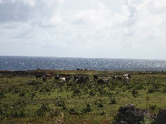 Easter Island; Elder Hostel Service Work; Cave
