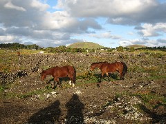 horses; Easter Island; Elder Hostel Service Work