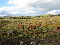 horses; Easter Island; Elder Hostel Service Work