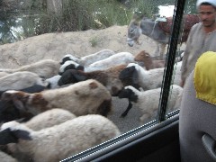sheep; Trips; Egypt; Cairo