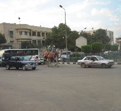 camels; Trips; Egypt; Cairo