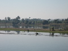 Trips; Egypt; Nile River Scenes; cows