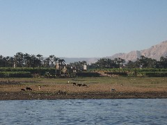Trips; Egypt; Nile River from Esna Luxor; cows