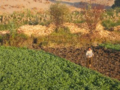 Trips; Egypt; Balloon Ride
