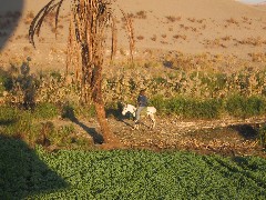 Trips; Egypt; Balloon Ride; boy on donkey