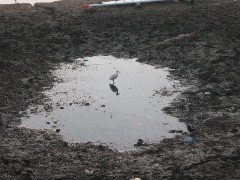 Trips; Egypt; Sunrise Farm Breakfast; bird