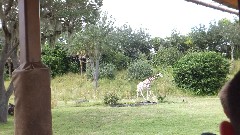 Giraffe; Animal Kingdom Disneyworld Orlando Florida