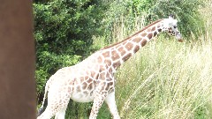 Giraffe; Animal Kingdom Disneyworld Orlando Florida