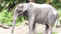 Elephant; Animal Kingdom Disneyworld Orlando Florida