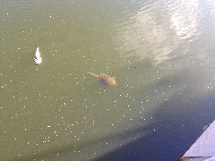 Turtle attacking a dead fish