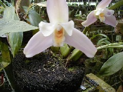 Guatemala Trips Orchid Ranch Flowers