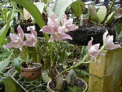 Guatemala Trips Orchid Ranch Flowers