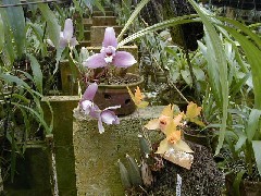 Guatemala Trips Orchid Ranch Flowers