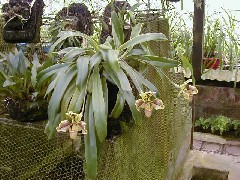 Guatemala Trips Orchid Ranch Flowers