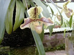 Guatemala Trips Orchid Ranch Flowers