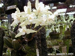 Guatemala Trips Orchid Ranch Flowers