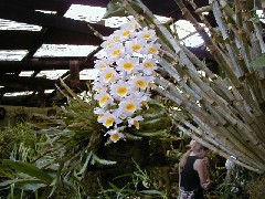 Guatemala Trips Orchid Ranch flowers