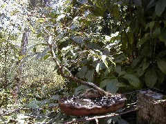 Guatemala Trips Orchid Ranch flowers