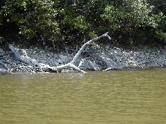 Pasion river; Guatemala Trips