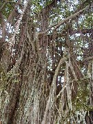 Trips Hawaii Hilo tree