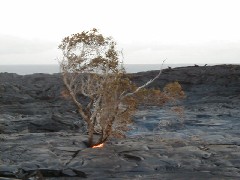 Trips Hawaii Volcano Tour