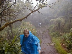 Metti Irene Dahl; Trips Hawaii Valleys Waterfalls tour