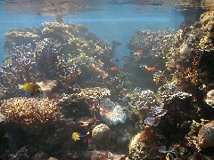 Hawaii Trips Aquarium
