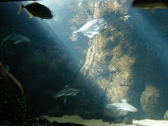 Hawaii Trips aquarium