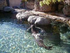 Hawaii Trips Aquarium