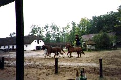 Trips Hungary horse show
