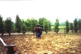 hungary horse farm
