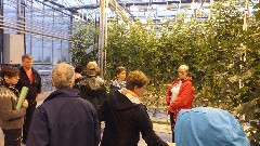 Iceland; - Greenhouse; Gr�a M�sd�ttir; Penny Ingman; Karen Drucker; Judith Christman; Greenhouse; Reykholt; Iceland, IS