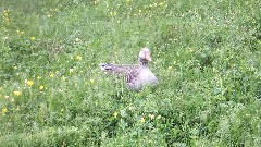 duck; Pingvallavatn, IS