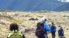 Judi Ratner; Ruth Bennett McDougal Dorrough; sheep; Stykkisholmur, Iceland, IS