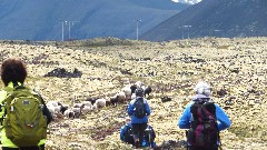 Judi Ratner; Asifa Kanji; Ruth Bennett McDougal Dorrough; sheep; Stykkisholmur, Iceland, IS