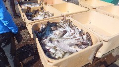 fish; Husavik Bay, Iceland, IS
