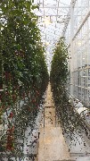 Tomato hothouse; North Eastern Region Iceland, IS