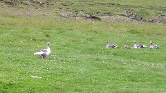 ducks; Iceland; Seydisfjordur
