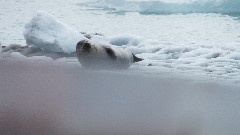 seal; Iceland; Djupivogur; Vatnajokull Glacier Lagoon