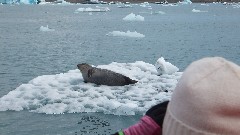 seal; Iceland; Djupivogur; Vatnajokull Glacier Lagoon