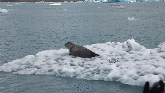 seal; Iceland; Djupivogur; Vatnajokull Glacier Lagoon