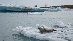 seal; Iceland; Djupivogur; Vatnajokull Glacier Lagoon
