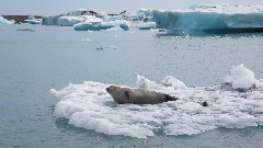 seal; Iceland; Djupivogur; Vatnajokull Glacier Lagoon