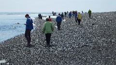 Jokulsarlon Ice Beach Iceland, IS
