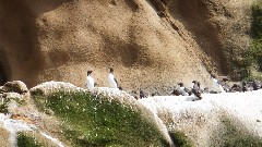 birds; Vestmannaeyjar Heimaey Iceland, IS