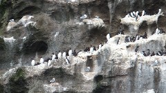 birds; Vestmannaeyjar Heimaey Iceland, IS