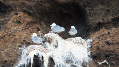 birds; Vestmannaeyjar Heimaey Iceland, IS