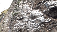 birds; Vestmannaeyjar Heimaey Iceland, IS