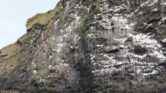 Iceland; Vestmannaeyjar; Zodiac Trip
