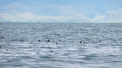 birds; Vestmannaeyjar Heimaey Iceland, IS